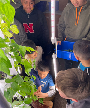  Students picking beans from tower garden.
